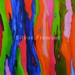 Rainbow Bark IVHuile sur bois10 x 10 cm